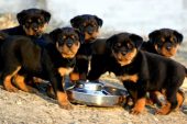 Rottweiler Oldugu Nasil Anlasilir?