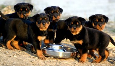 Rottweiler Oldugu Nasil Anlasilir?